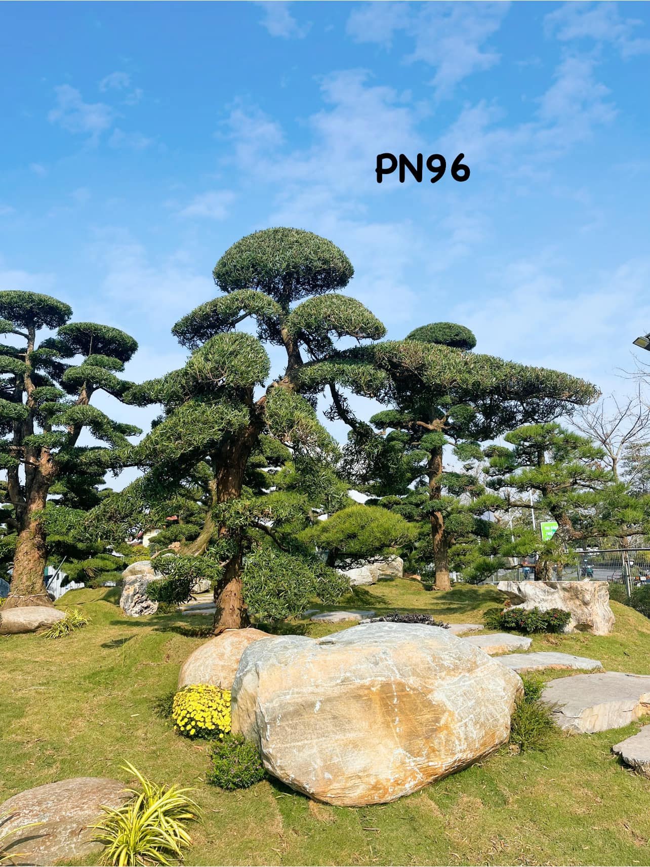 Tùng La Hán: Vẻ Đẹp Vĩnh Cửu và Ý Nghĩa Phong Thủy Sâu Sắc Cho Không Gian Sống 2025