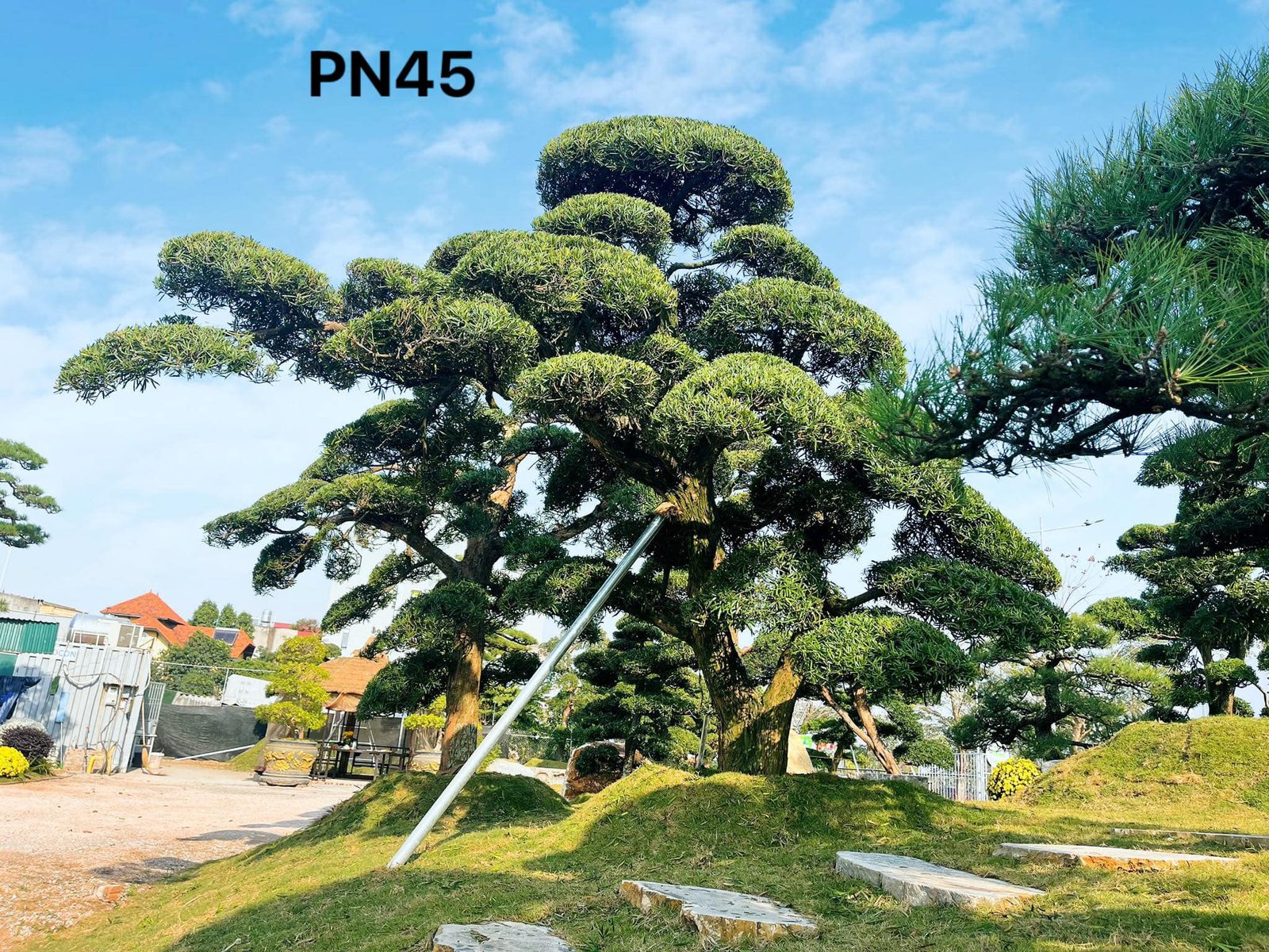 Tùng La Hán: Vẻ Đẹp Vĩnh Cửu và Ý Nghĩa Phong Thủy Sâu Sắc Cho Không Gian Sống 2025