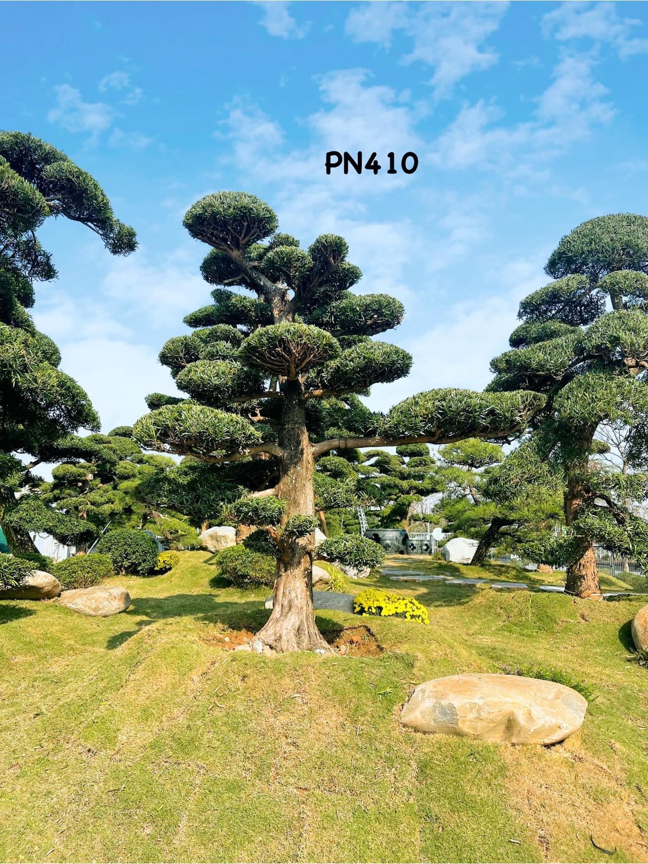 Tùng La Hán: Vẻ Đẹp Vĩnh Cửu và Ý Nghĩa Phong Thủy Sâu Sắc Cho Không Gian Sống 2025