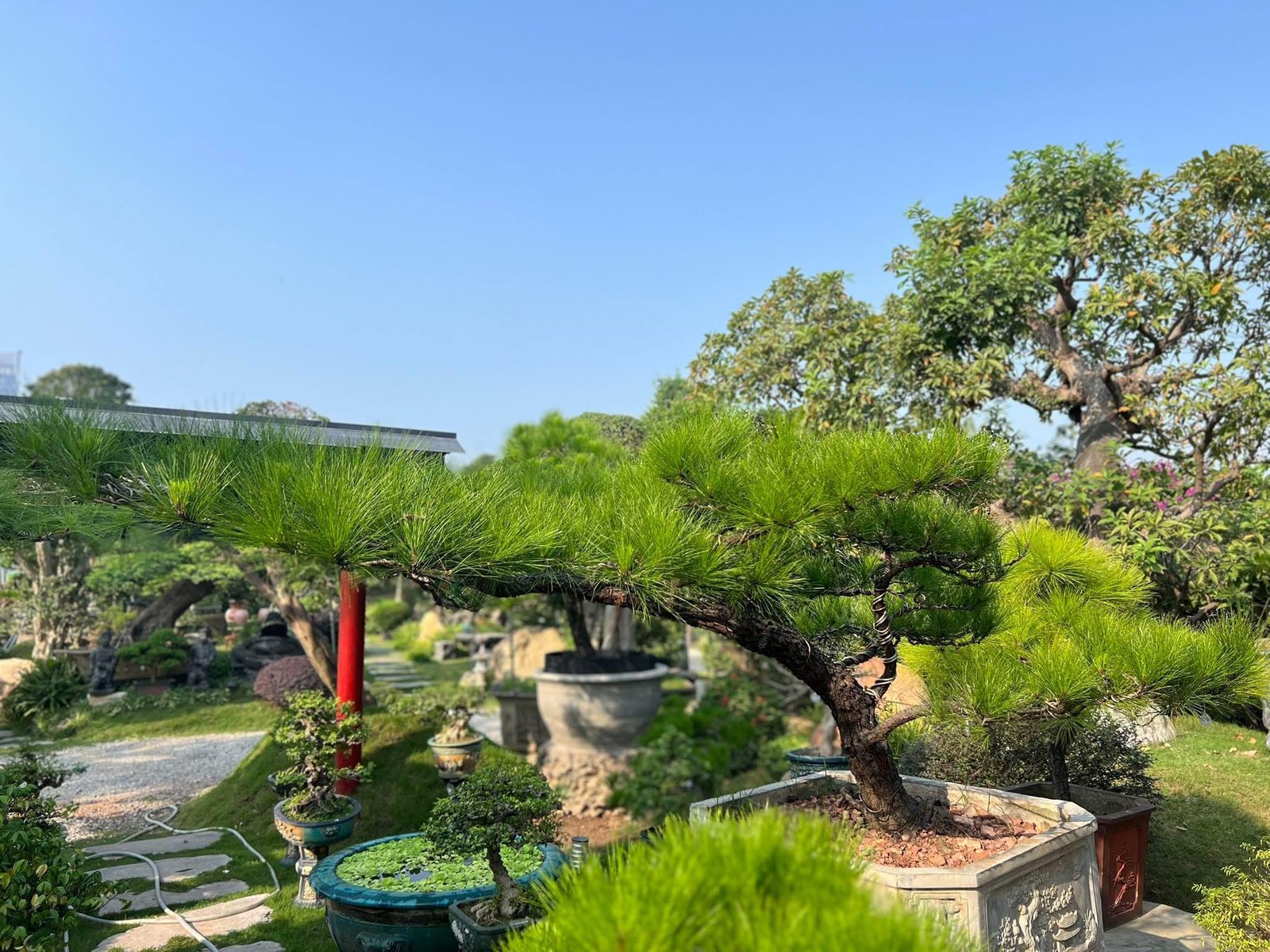 Tùng La Hán: Vẻ Đẹp Vĩnh Cửu và Ý Nghĩa Phong Thủy Sâu Sắc Cho Không Gian Sống 2025