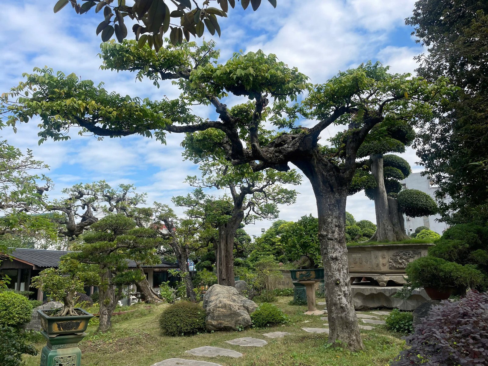 Săn Lùng "Thập Đại Mỹ Mộc": Khám Phá Giá Trị Cây Cổ Thụ Giá Trị Tỷ Đồng Tại Phúc Nguyên Garden 2025