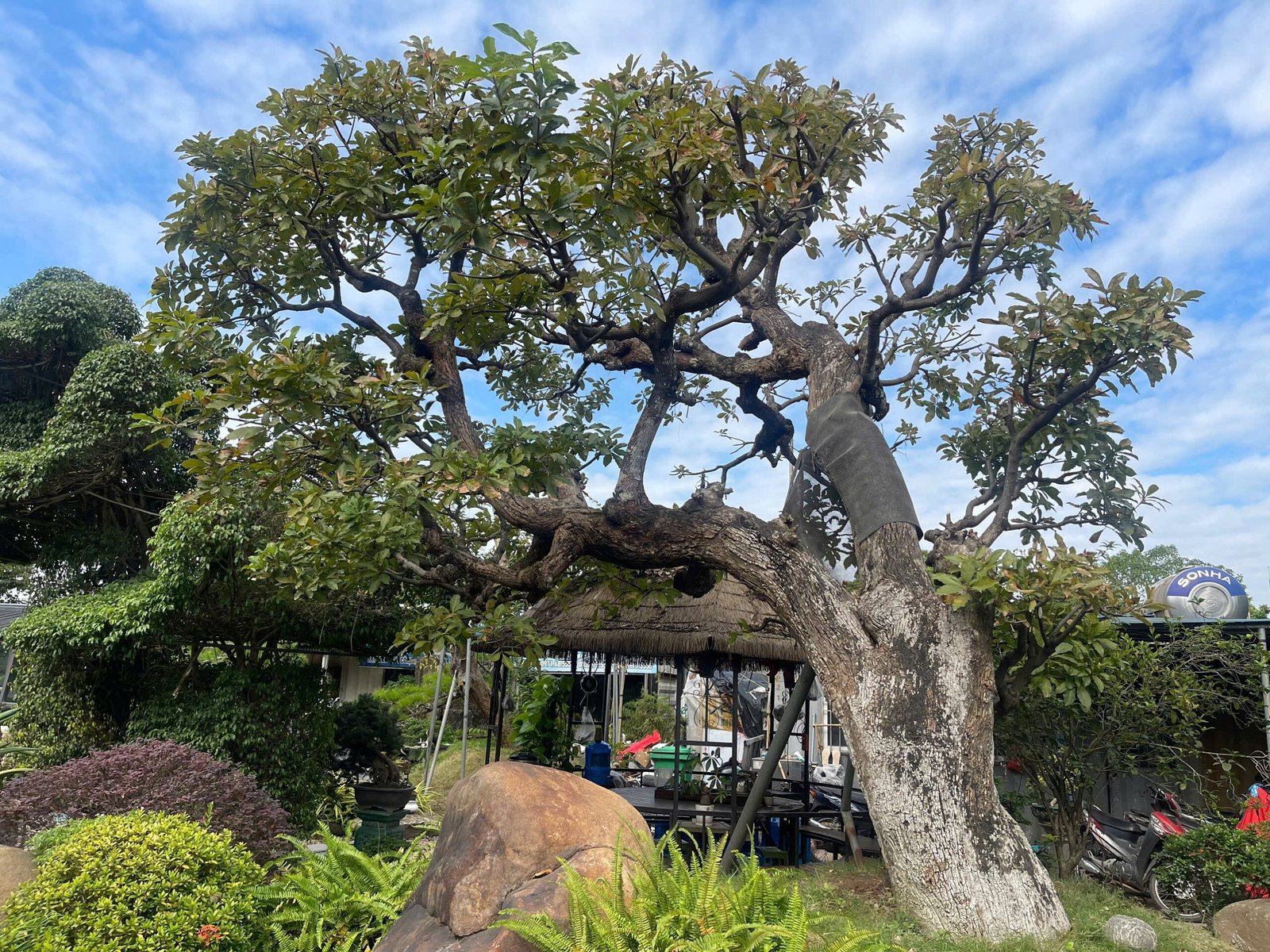 Săn Lùng "Thập Đại Mỹ Mộc": Khám Phá Giá Trị Cây Cổ Thụ Giá Trị Tỷ Đồng Tại Phúc Nguyên Garden 2025