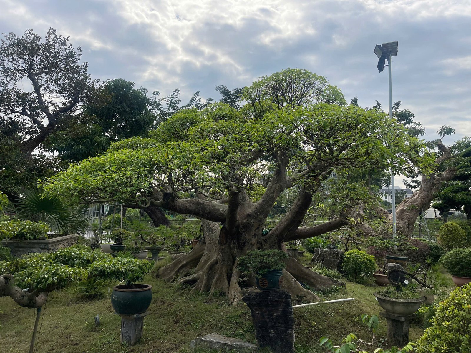 Săn Lùng "Thập Đại Mỹ Mộc": Khám Phá Giá Trị Cây Cổ Thụ Giá Trị Tỷ Đồng Tại Phúc Nguyên Garden 2025