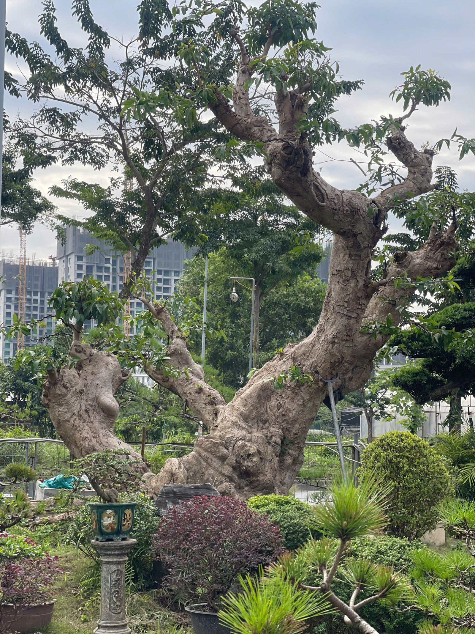 Săn Lùng "Thập Đại Mỹ Mộc": Khám Phá Giá Trị Cây Cổ Thụ Giá Trị Tỷ Đồng Tại Phúc Nguyên Garden 2025