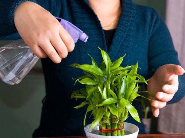 chăm sóc cây văn phòng