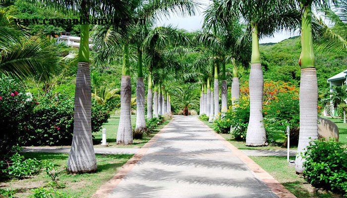 Top 10 Cây Bóng Mát Lý Tưởng Biến Công Trình Đô Thị Thành Không Gian Xanh Mát