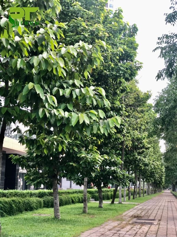 Top 10 Cây Bóng Mát Lý Tưởng Biến Công Trình Đô Thị Thành Không Gian Xanh Mát