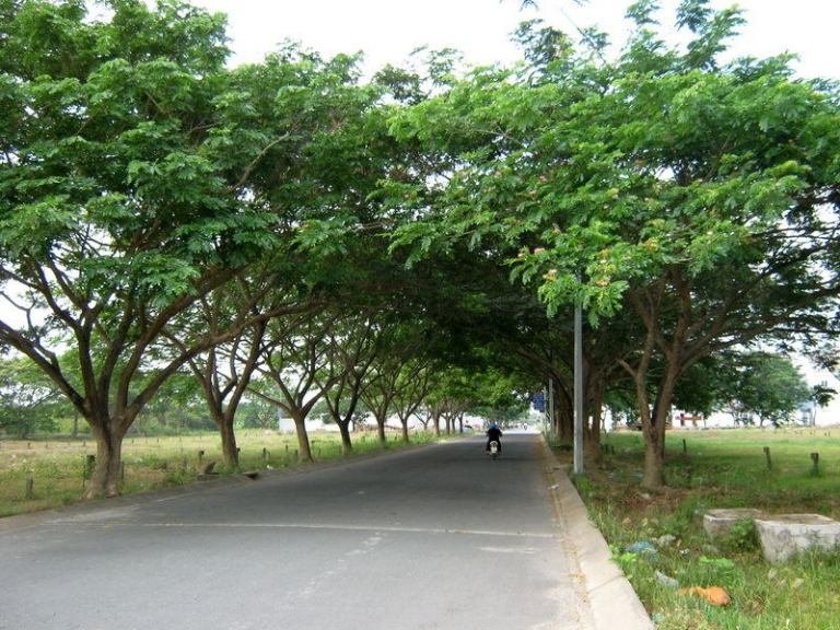 Top 10 Cây Bóng Mát Lý Tưởng Biến Công Trình Đô Thị Thành Không Gian Xanh Mát