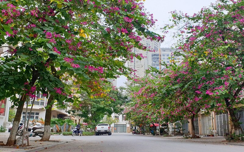 Top 10 Cây Bóng Mát Lý Tưởng Biến Công Trình Đô Thị Thành Không Gian Xanh Mát