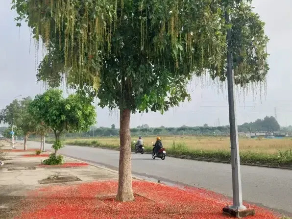 Top 10 Cây Bóng Mát Lý Tưởng Biến Công Trình Đô Thị Thành Không Gian Xanh Mát