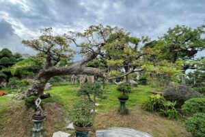 SIÊU PHẨM LỘC VỪNG BONSAI CỔ THỤ DÁNG BAY – KIỆT TÁC CHỈ DÀNH CHO NGƯỜI HỮU DUYÊN!