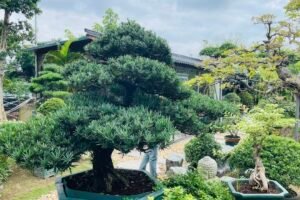 TÙNG NHẬT – BIỂU TƯỢNG MAY MẮN VÀ THỊNH VƯỢNG