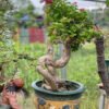 Bonsai Hoa Giấy