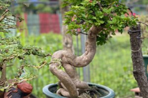 Bonsai Hoa Giấy
