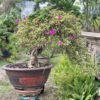 Tuyệt Tác "Hoa Giấy Đột Biến" Bonsai Trên Chậu: Nghệ Thuật Cổ Điển Trong Vườn Nhà Hiện Đại