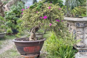 Tuyệt Tác "Hoa Giấy Đột Biến" Bonsai Trên Chậu: Nghệ Thuật Cổ Điển Trong Vườn Nhà Hiện Đại