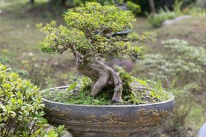 Cây Mai Vạn Phúc