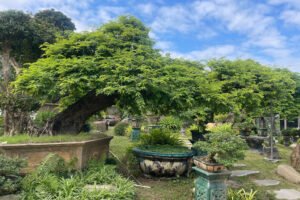 Săn Lùng "Thập Đại Mỹ Mộc": Khám Phá Giá Trị Cây Cổ Thụ Giá Trị Tỷ Đồng Tại Phúc Nguyên Garden 2025