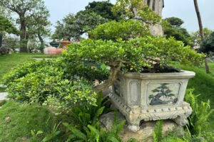 Cây Nguyệt Quế: Biểu Tượng Của Vinh Quang, May Mắn và Hương Thơm Thanh Khiết 2025