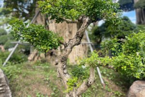 Bonsai Nguyệt Quế Dáng Trực
